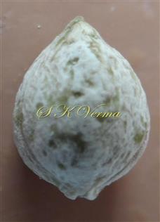 Endocarp with seed inside ( Epi- and mesocarp removed )